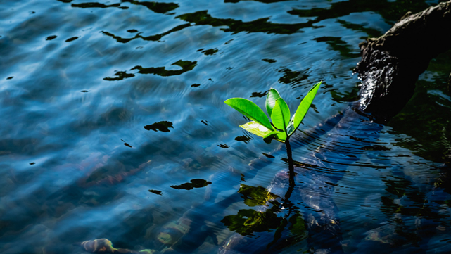 Water Resource